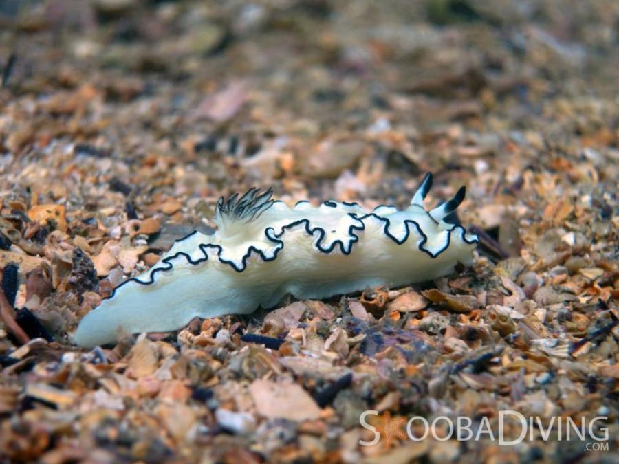 Nudibranch