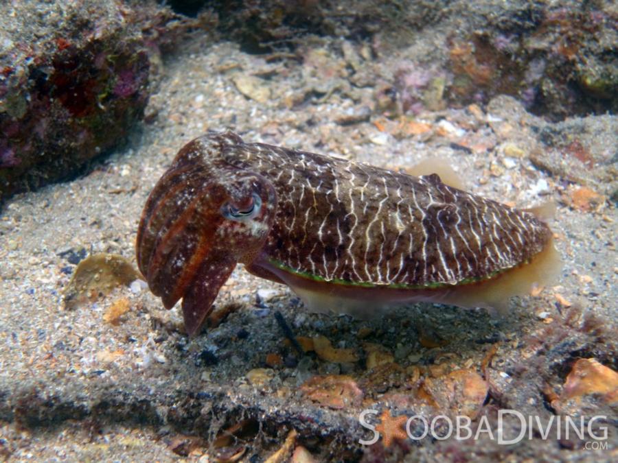 Mourning Cuttlefish