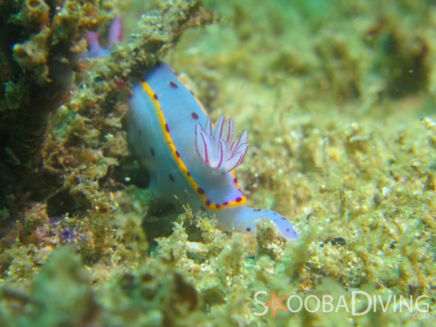 Nudibranch