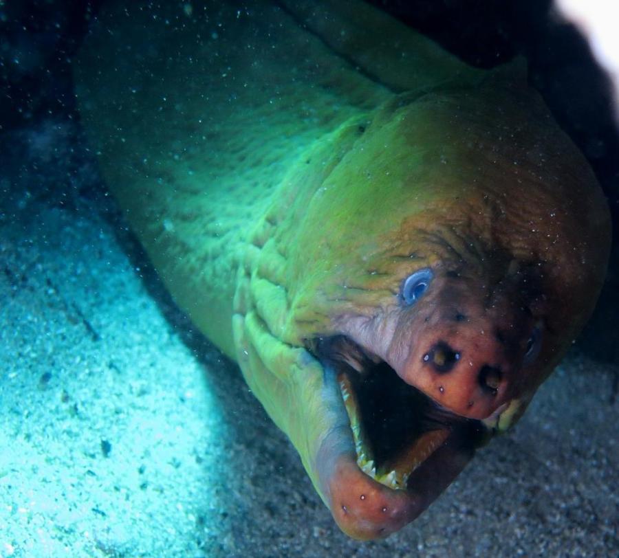 Green Moray