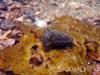 Tiny Cuttlefish