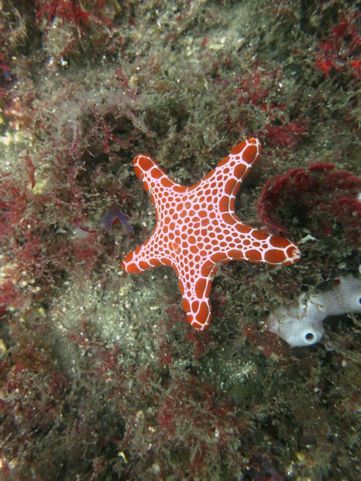 Biscuit Starfish