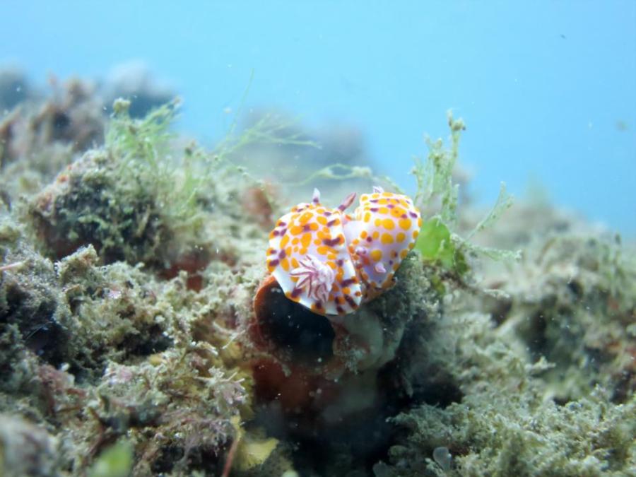 Sweet Ceratosoma Nudibranch