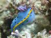 Nudibranch