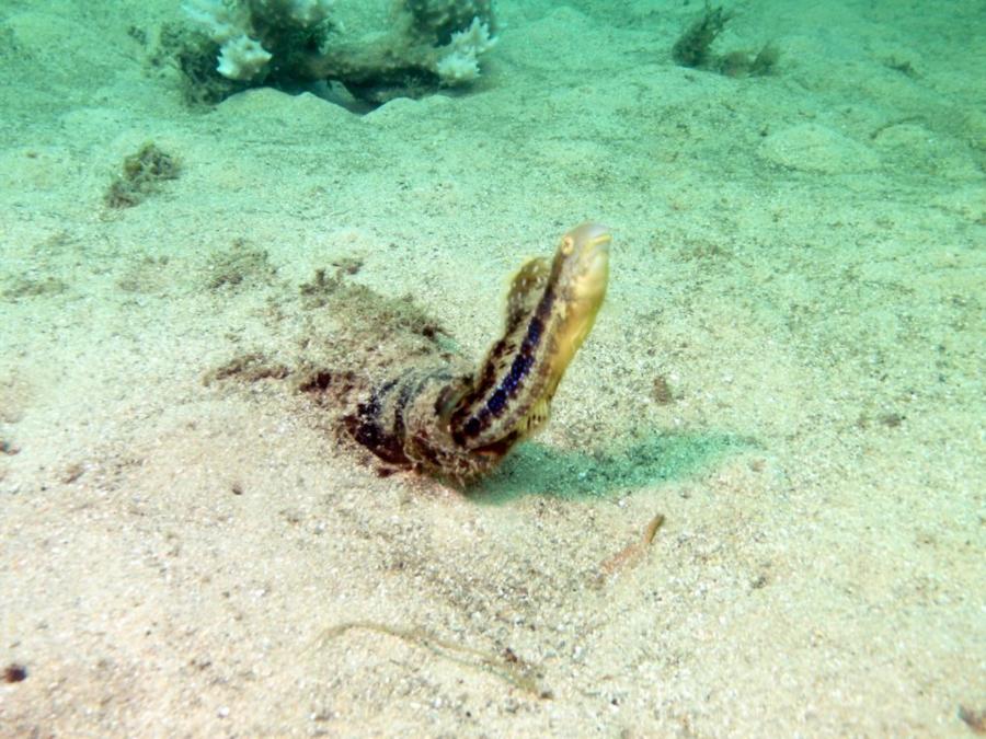 Blenny in a bottle