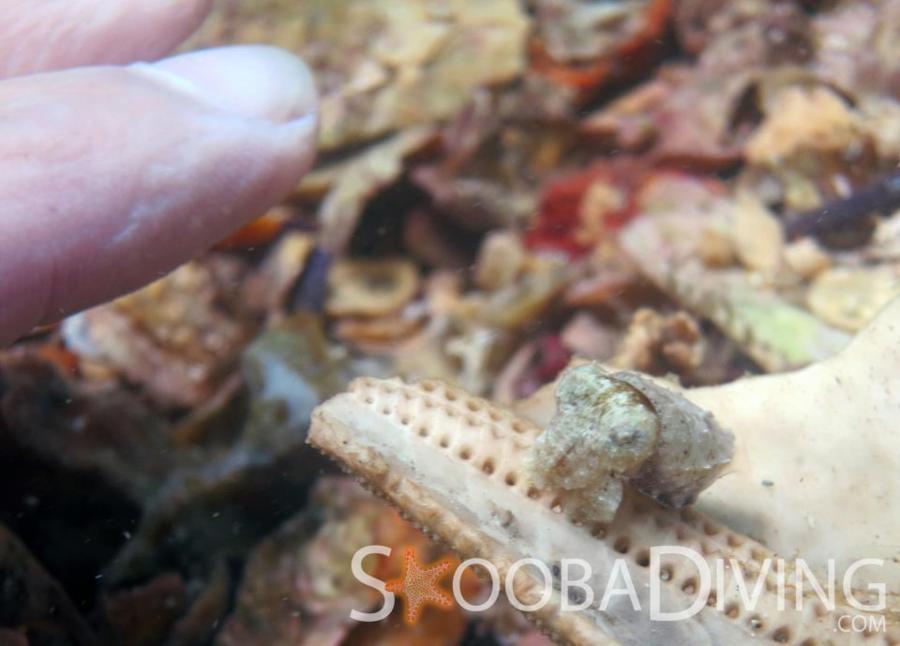 Tiny Cuttlefish