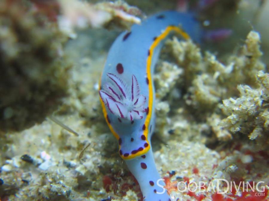 Nudibranch