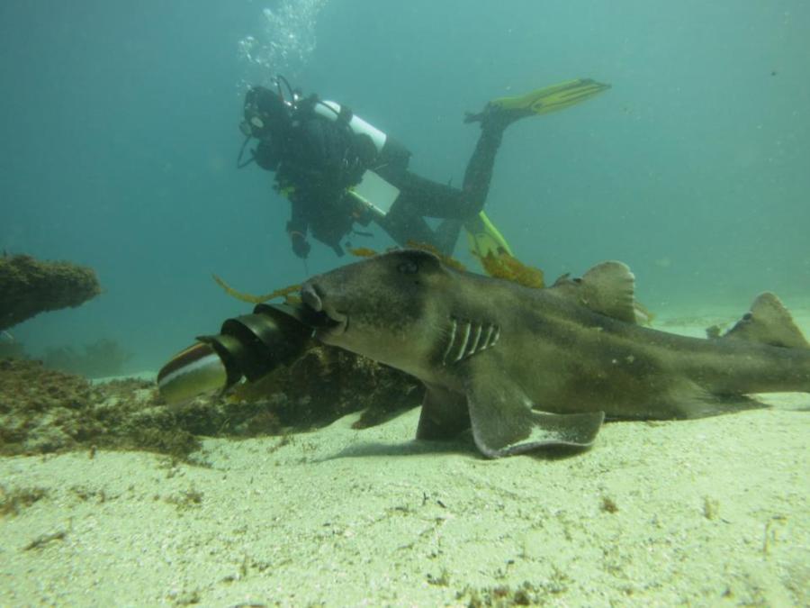 Port Jackson Shark with Egg