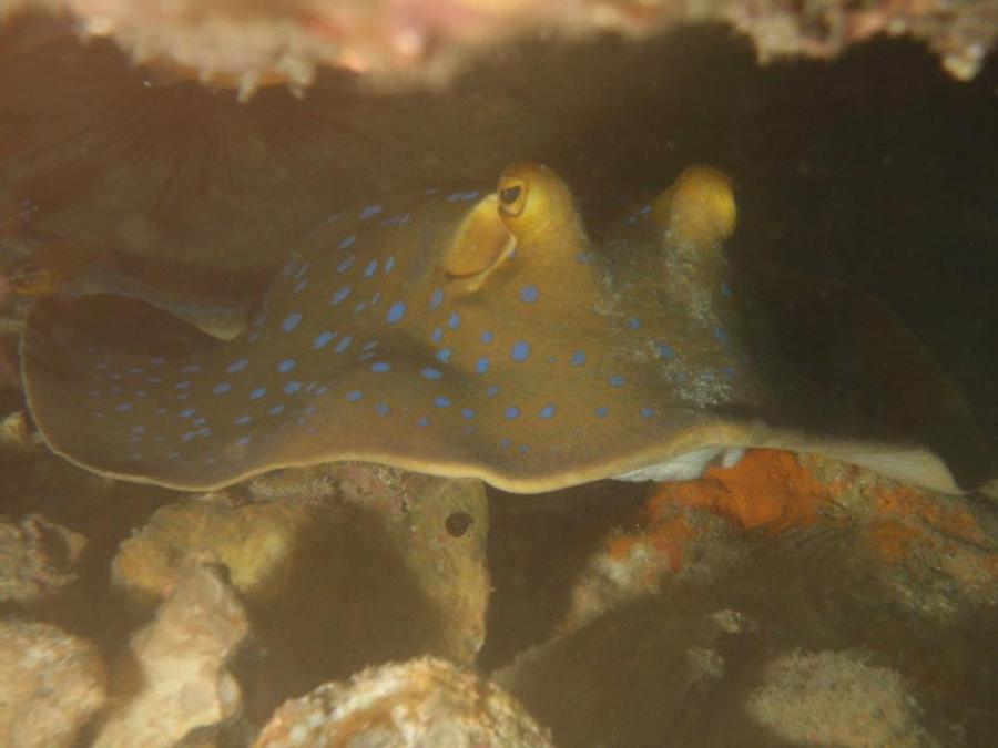 Blue Spotted Ray