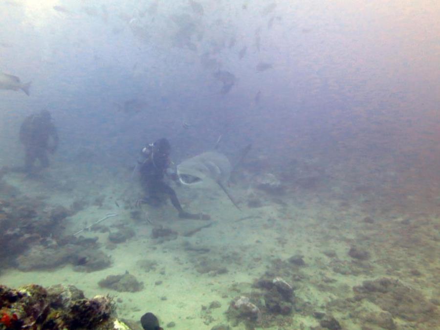 Fiji Shark Dive