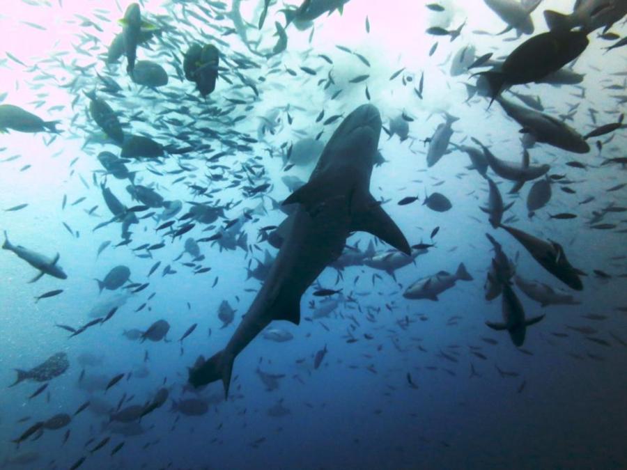 Fiji Shark Dive