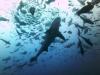 Fiji Shark Dive