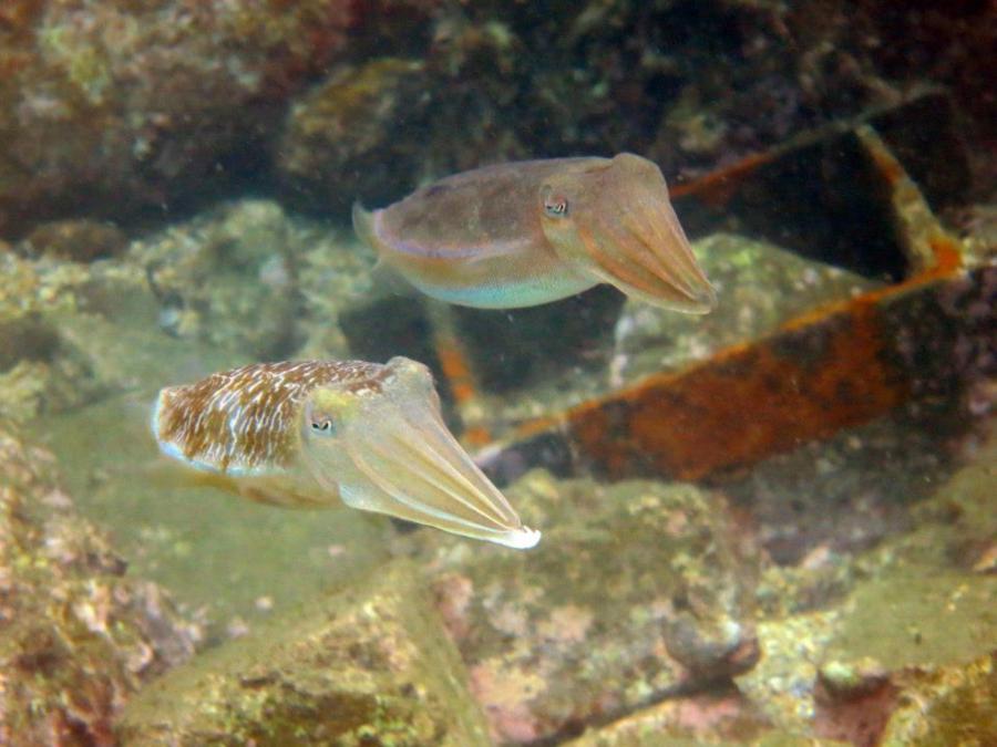 Mourning Cuttlefish