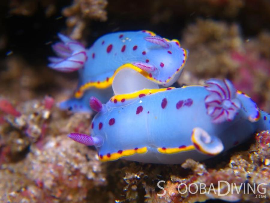 Nudibranch