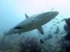 Fiji Shark Dive