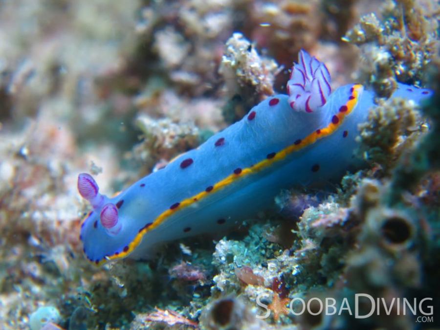 Nudibranch