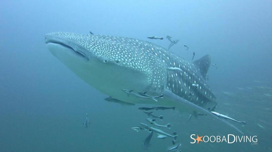 Whale Shark