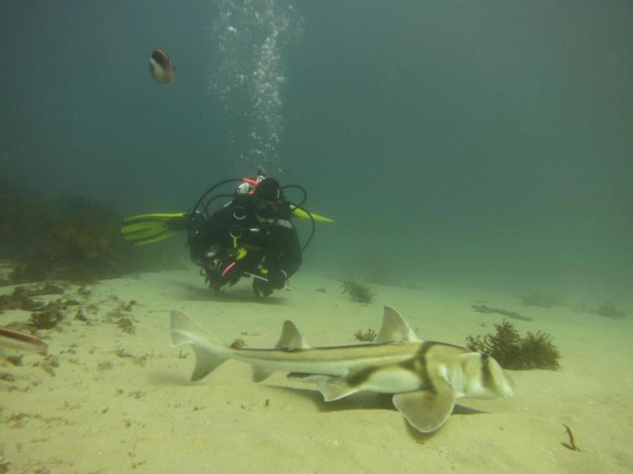 Port Jackson Shark