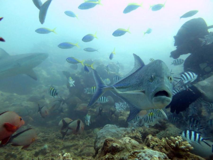 Fiji Shark Dive