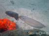 Mating Cuttlefish