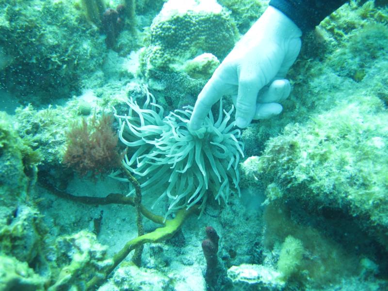 Sea Anemone, Coki Beach, St. Thomas, USVI, Nov-2010