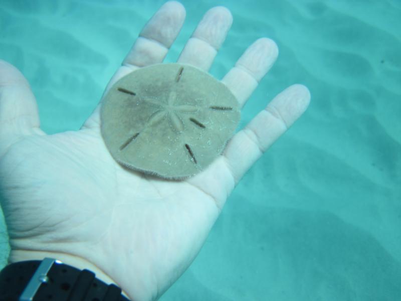 Sand Dollar, Coki Beach, St. Thomas, USVI, Nov-2010