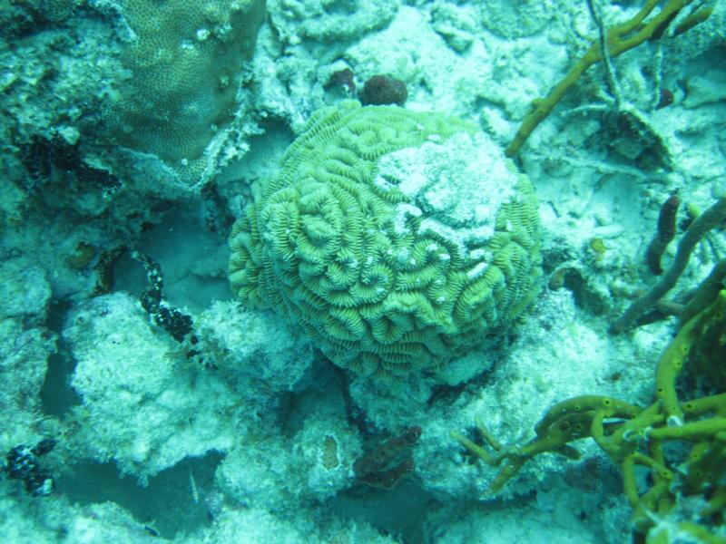 Brain Coral, Coki Beach, St. Thomas, USVI, Nov-2010