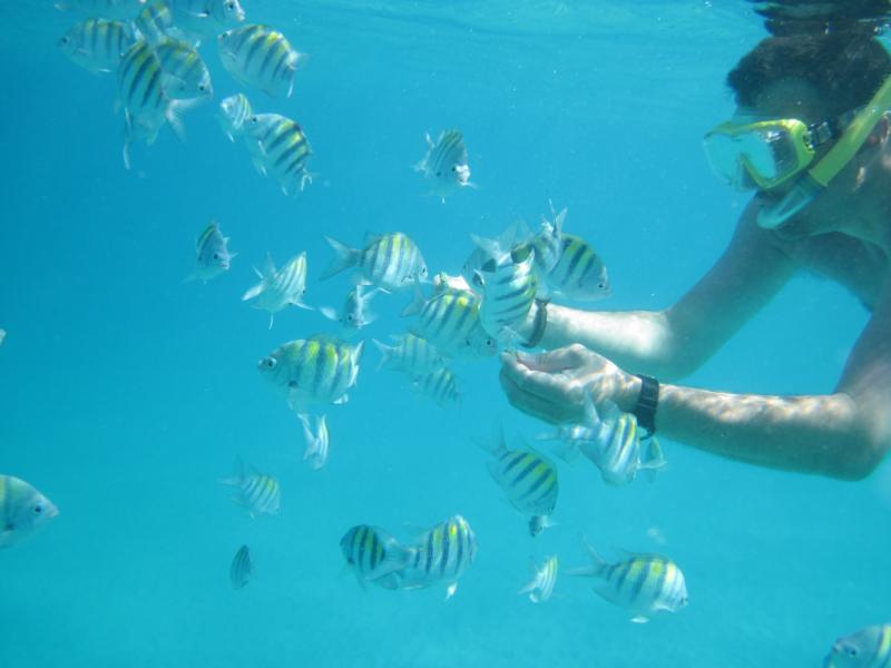 Feeding the Fish, Coki Beach, St. Thomas, USVI, Nov-2010