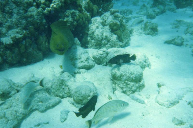 Huge Green Moray In Grand Cayman