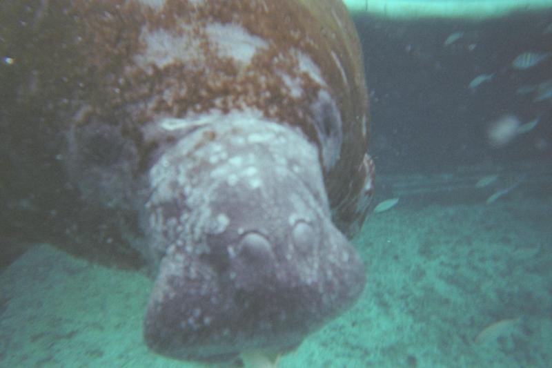 Manatees in Cozumel