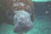 Manatees in Cozumel