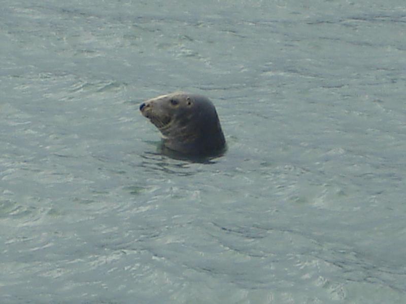 seal, in the bay nr me ,while diving