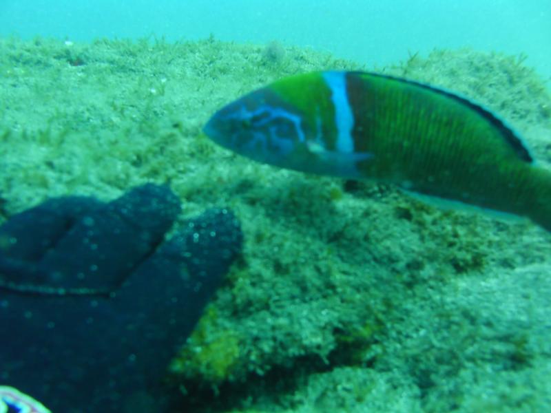 greenfish(Thalassoma pavo)