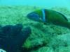 greenfish(Thalassoma pavo)