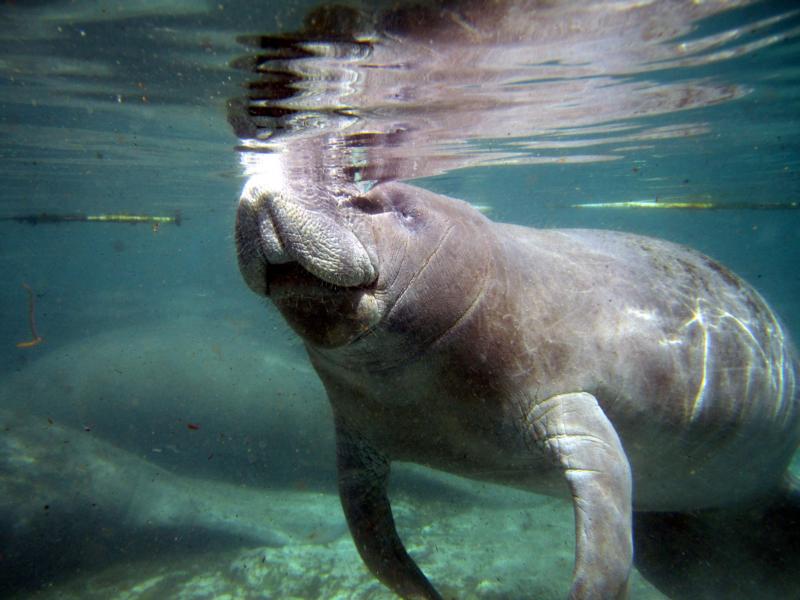 Manatee Crystal River 2/11