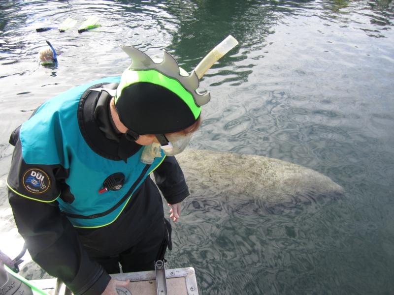 Crystal River Sea Monsters