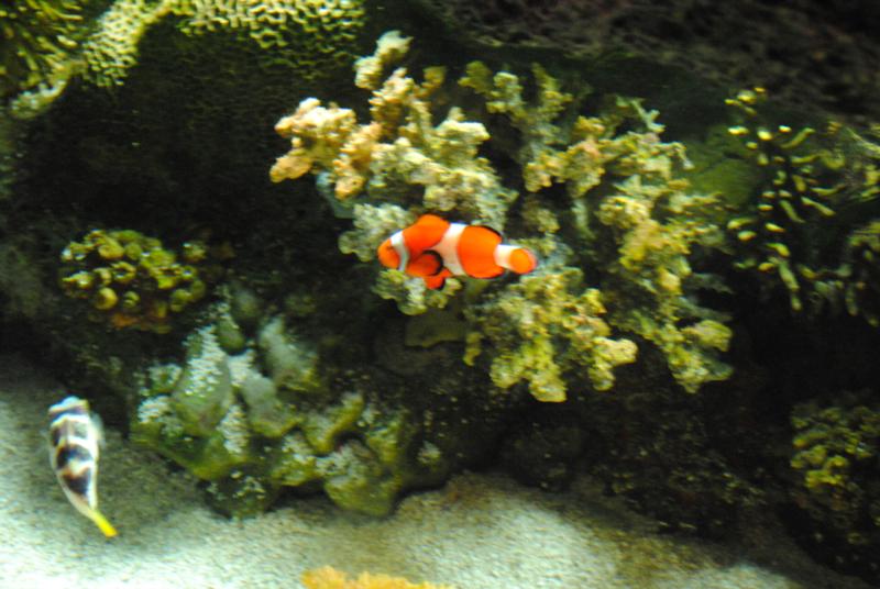 I found Nemo