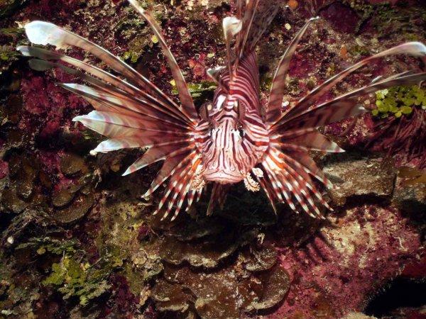 Lion fish