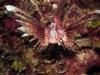 Lion fish