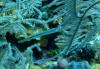 Pipefish, hide and seek