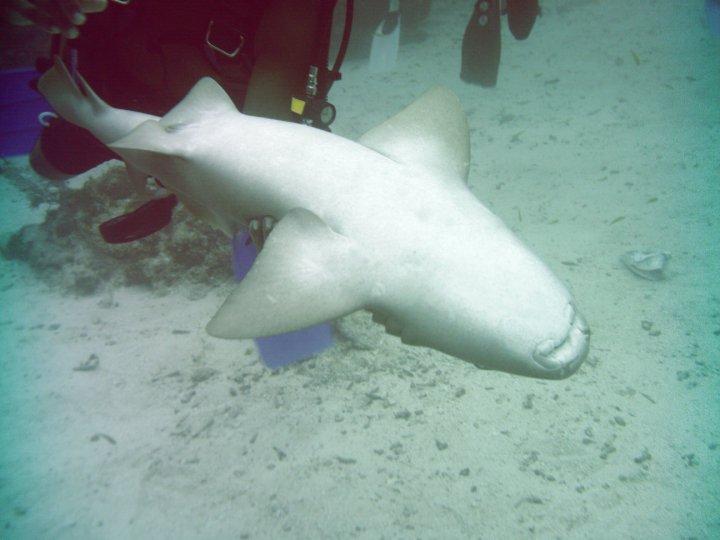 Nurse Shark holding at 90’