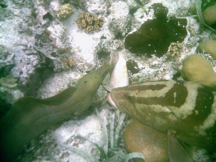 Wildlife in Belize