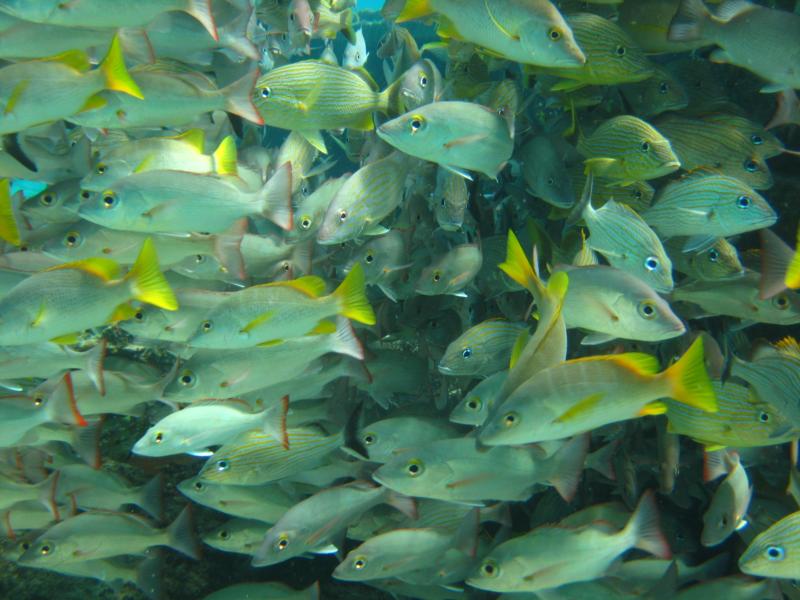 Wreck dwellers off the El Presidente in Cozumel