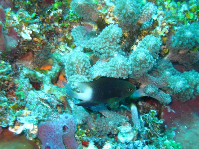 Yucab Reef, Cozumel