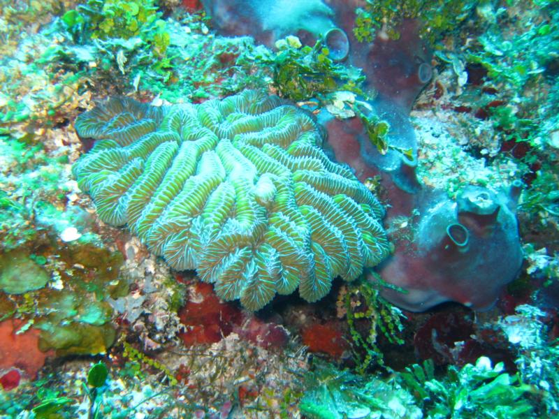 Yucab Reef, Cozumel