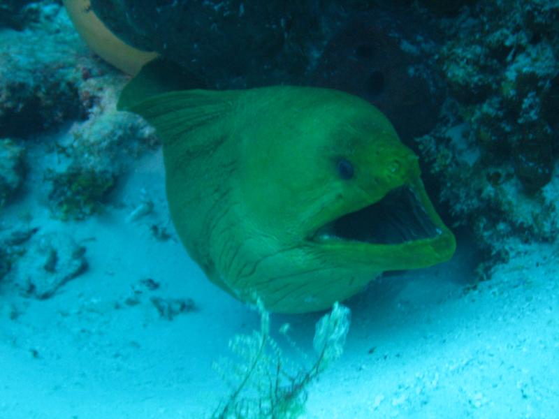 Green Moray at Cedral Shallows, Cozumel 2010