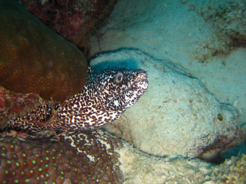 Spotted Eel in Aruba 9/2011