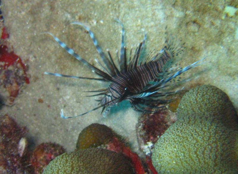 Yes, the Lionfish has invaded Aruba 9/2011