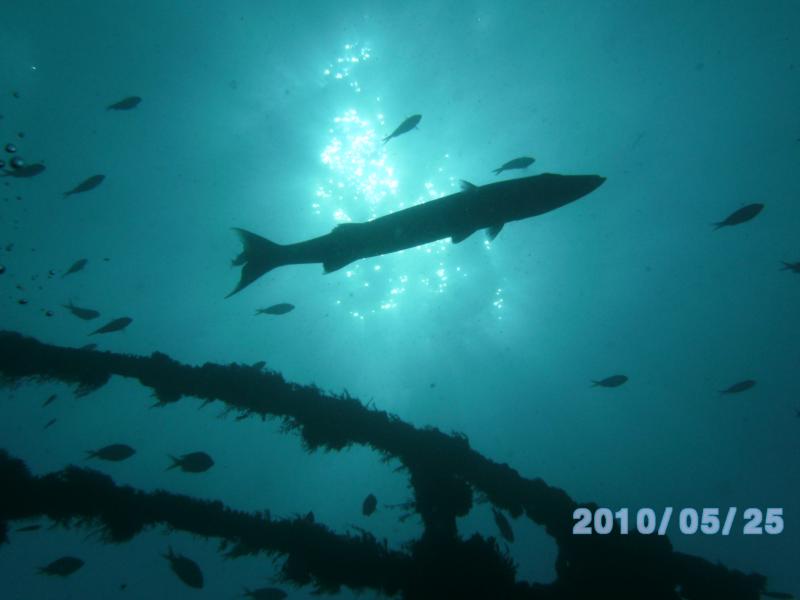 Key Largo, barracuda near USS Spiegel Grove