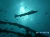 Key Largo, barracuda near USS Spiegel Grove